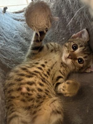 Bonnie Bright Eyes is the most relaxed and calm kitten who loves to stretch out and hang out with 