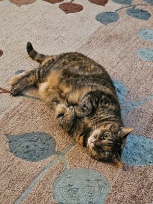 Riley Domestic Short Hair Cat
