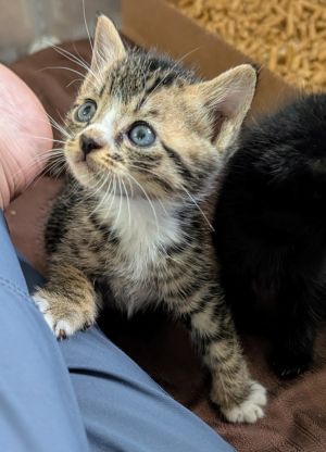 Greetings from the Ballroom litter Salsa is a chill little guy who enjoys snuggling He does like t