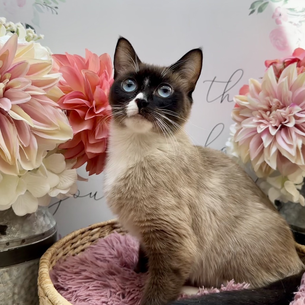 Lani
