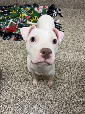 Fauna, Young Female Pit Bull Terrier