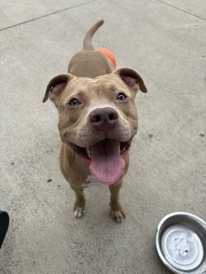 Bruno, Adult Male Pit Bull Terrier
