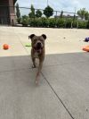 Bruno photo 2