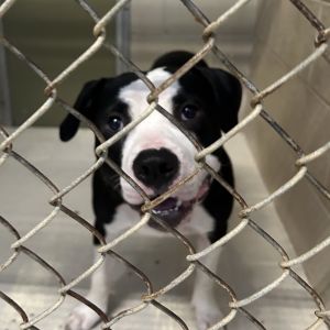 SAS-A-84838, Adult Male Mixed Breed