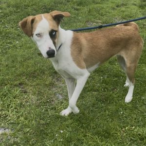 Navaeah, Adult Female Catahoula Leopard Dog