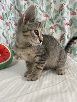 Lyndee, Baby Female unknown