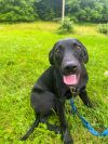 Brandy photo 1