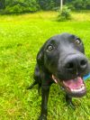 Brandy photo 2