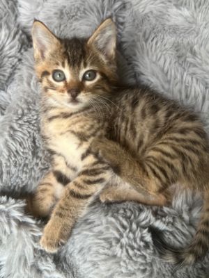 Tiger Lily Domestic Short Hair Cat