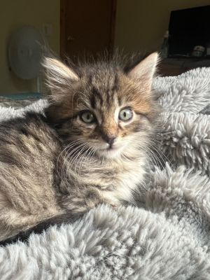 Say hello to Cupcake who is part of our Feisty Five litter -- along with siblings Noodles Juno Ti