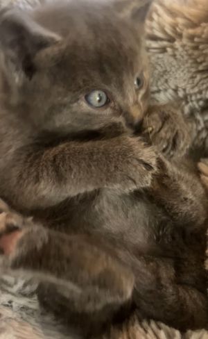 Say hello to Noodle who is part of our Feisty Five litter -- along with siblings Mau Juno Tigerli