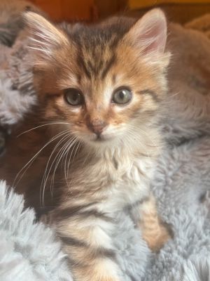 Say hello to Juno who is part of our Feisty Five litter -- along with siblings Noodles Mau Tigerl