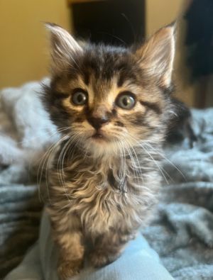 Mau Domestic Medium Hair Cat