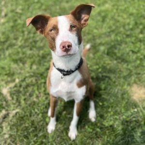 Flirt, Adult Male Mixed Breed