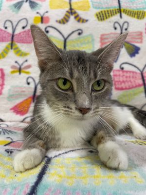 Patsy Cline * IN FOSTER *, Young Female Domestic Short Hair