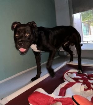 Meet Woodrow - a fun-loving Boxer mix with a heart as big as his goofy grin Full of charm energy
