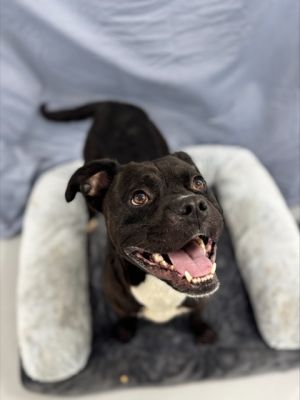 Meet Woodrow - a fun-loving Boxer mix with a heart as big as his goofy grin Full of charm energy