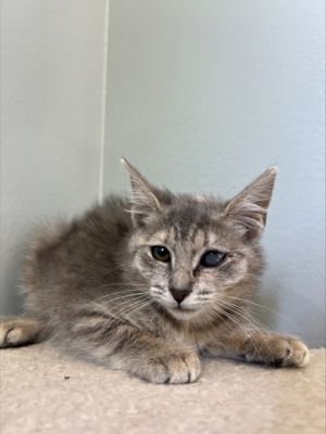 Pearl 772-25 Domestic Medium Hair Cat