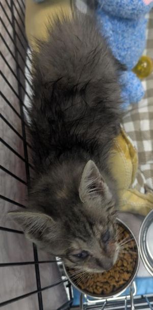 Meet Pearl - the tiny treasure with a heart of gold This sweet little gem is full of playful sparkl