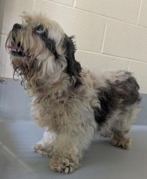Meet America - a gentle little Shih Tzu with a heart full of love just waiting to be discovered Sh