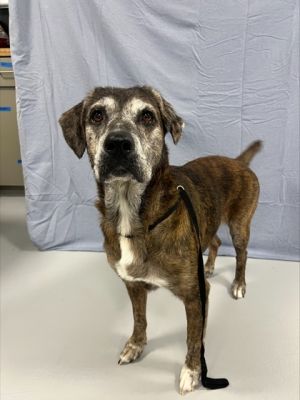 I am new to the adoption floor and staff is still trying to learn about me Stay tuned