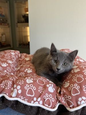 Mackerel 675-25 Domestic Short Hair Cat
