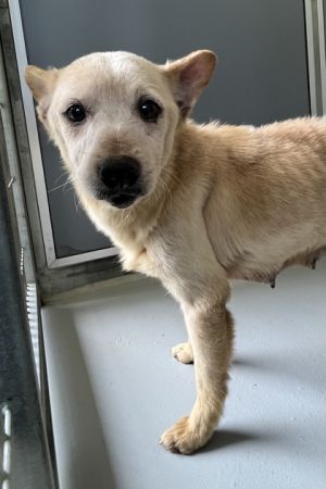Meet Bee - a sweet senior Shepherd mix with a gentle soul and a heart full of love Bee may