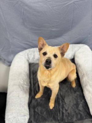 Meet Ms Bee - a sweet senior Shepherd mix with a gentle soul and a heart full of love Ms