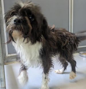 Meet Liberty - a little lady with a big heart and an even bigger personality This Shih Tzu mix is