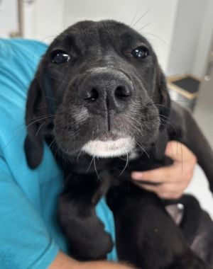 Say hello to Freedom a bouncy bundle of joy ready to steal your heart This sweet puppy is full of