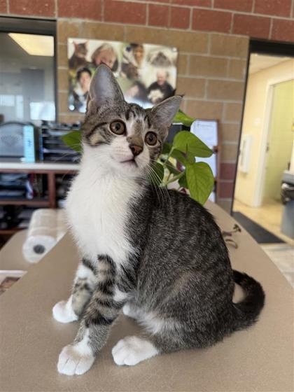 Dustin, an adoptable Domestic Short Hair in Hutchinson, KS, 67504 | Photo Image 1