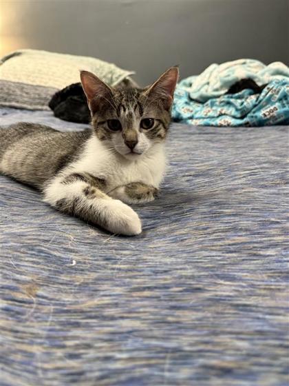 Dustin, an adoptable Domestic Short Hair in Hutchinson, KS, 67504 | Photo Image 2