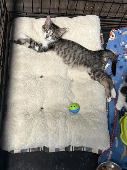 Dustin, an adoptable Domestic Short Hair in Hutchinson, KS, 67504 | Photo Image 3