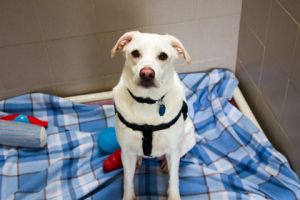 Rhea, Adult Female Labrador Retriever