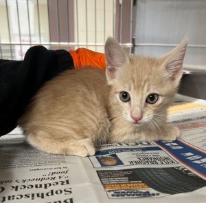 Froggy, Baby Male Manx