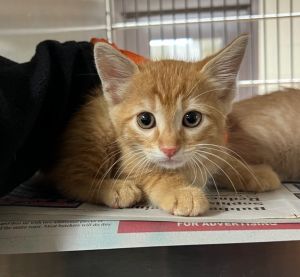 Toad, Baby Male Manx