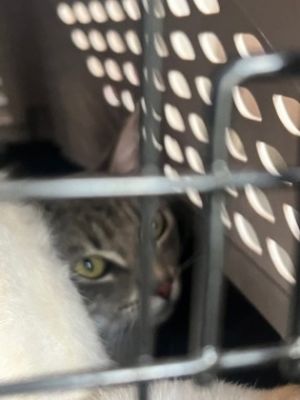 Greyhound, Adult Male Domestic Short Hair
