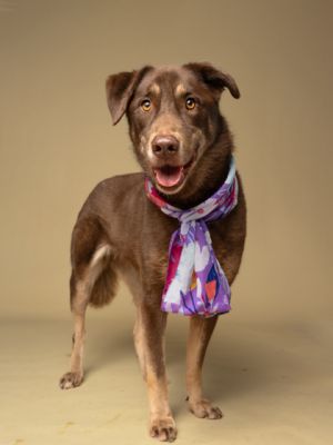 Marble Mixed Breed Dog