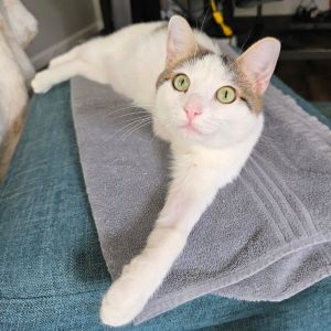 Chester, Young Male Domestic Short Hair