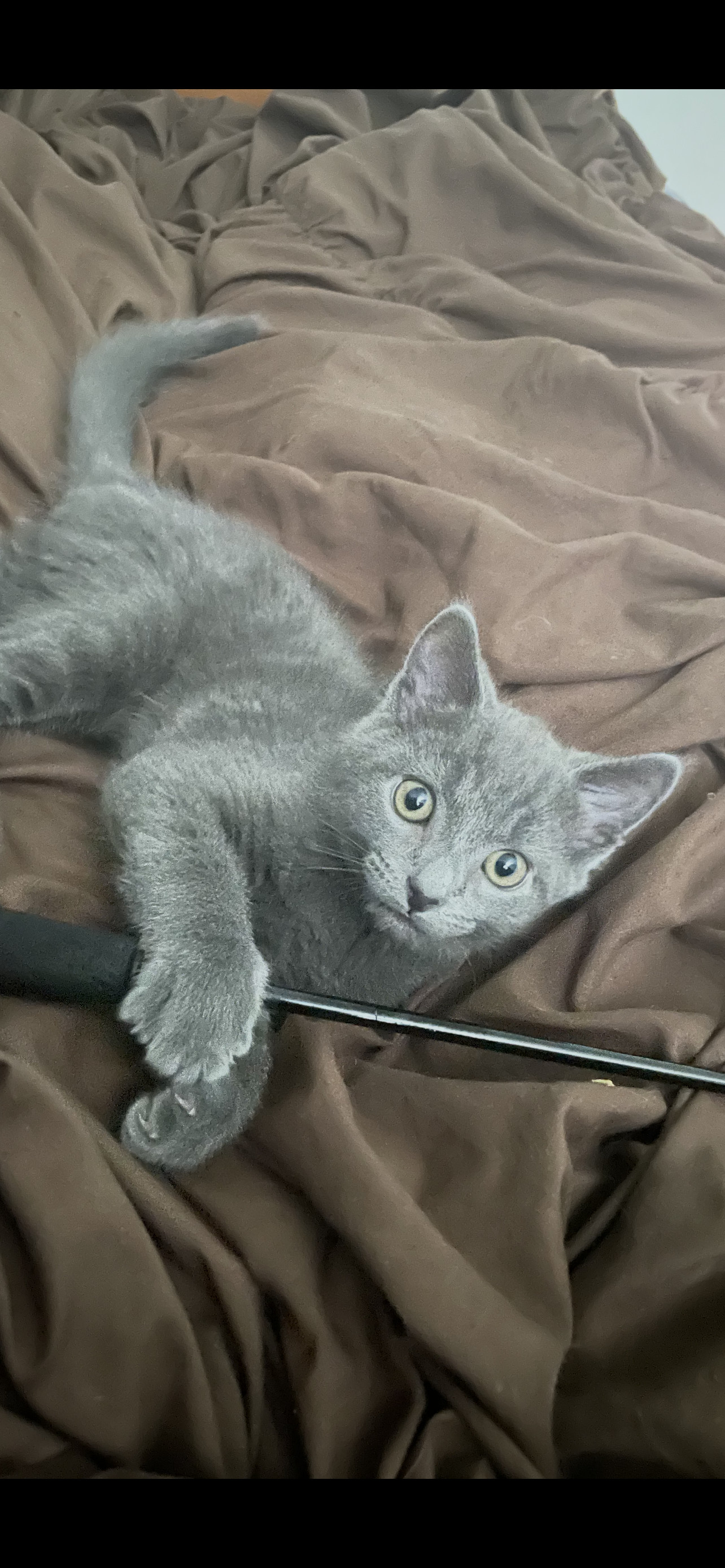Asher