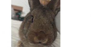 OCAS Rosie, Young Female Bunny Rabbit
