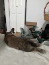 OCAS Rosie photo 3