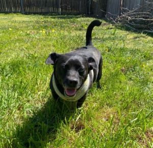 Rosie, Adult Female Mixed Breed