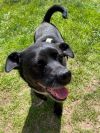 Rosie photo 2