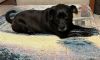 Rosie photo 3