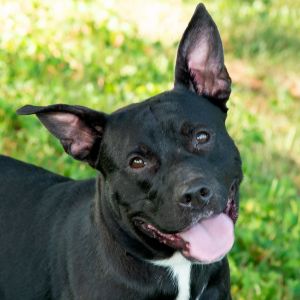 Houdini, Adult Male Pit Bull Terrier