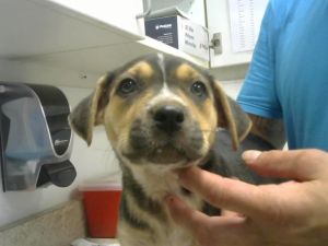 BEA, Baby Female Pit Bull Terrier