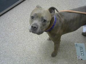 NINA, Young Female Pit Bull Terrier