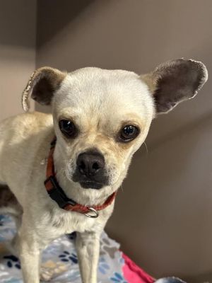 LEBRON, Young Male Chihuahua