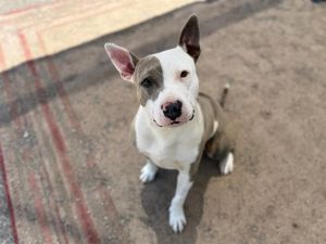 GABBY, Young Female Bull Terrier
